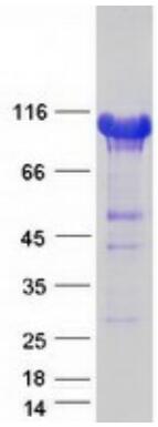 Coomassie blue staining of purified KDM1A protein.